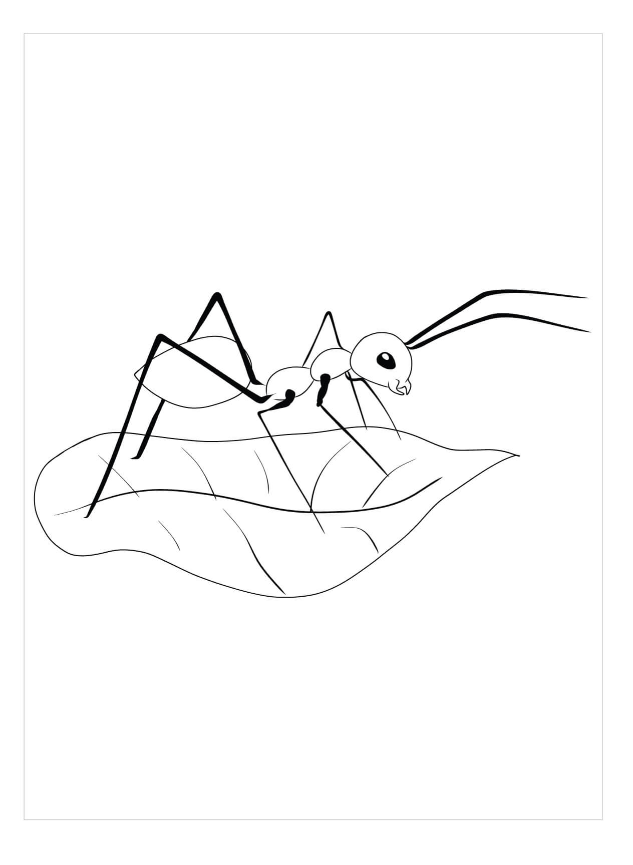 Dibujo de Hormiga Cortahojas para Colorear