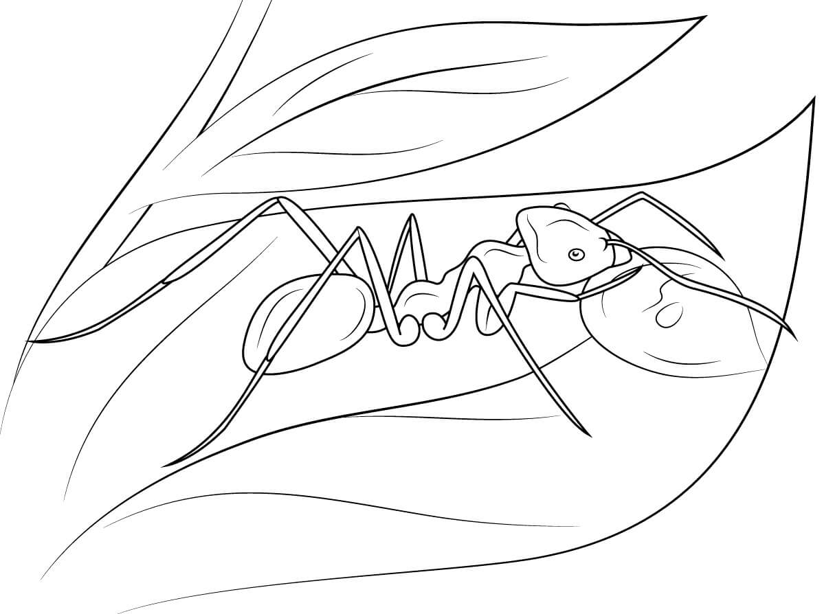 Dibujo de Hormiga en Hoja para Colorear