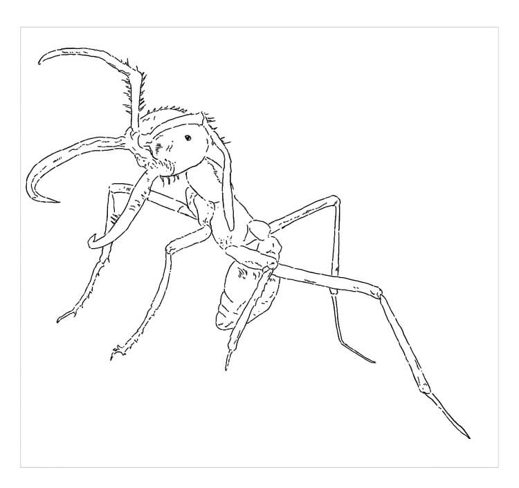 Dibujo de Hormiga Perfecta para Colorear