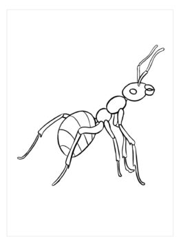 Dibujo de Imágenes Gratis de Hormigas para Colorear