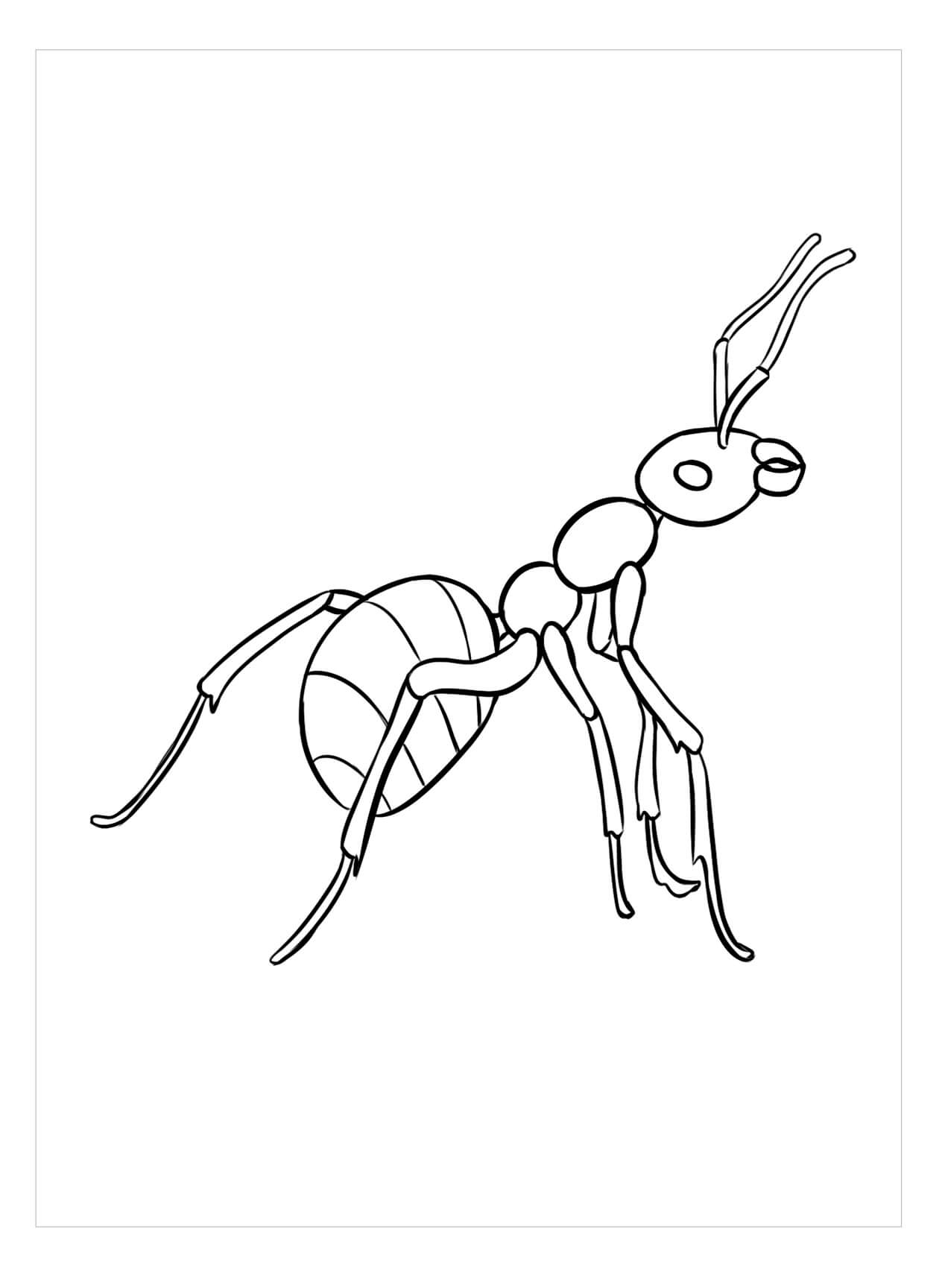 Dibujo de Imágenes Gratis de Hormigas para Colorear