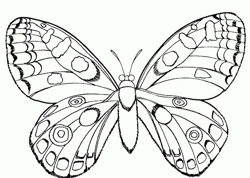 Dibujo de Hermosa Mariposa para Colorear