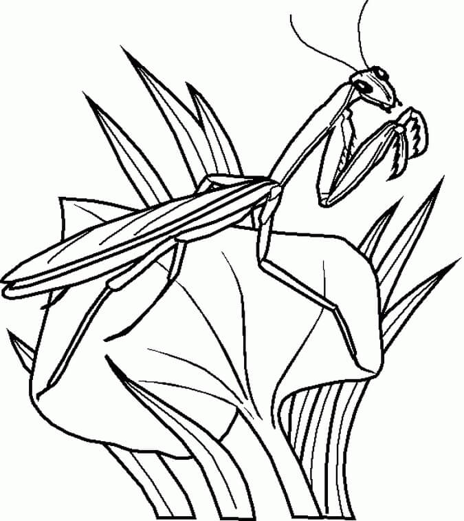 Dibujo de Mantis en Hojas para Colorear