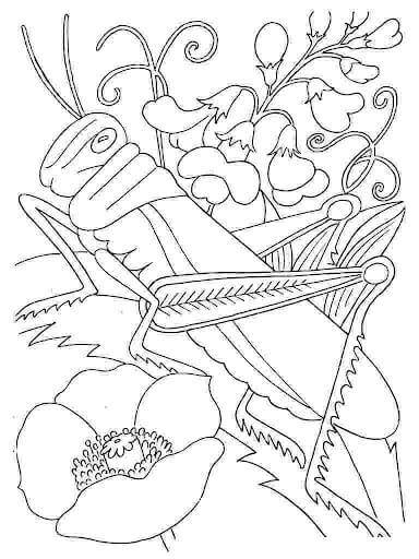 Dibujo de Saltamontes Fresco para Colorear