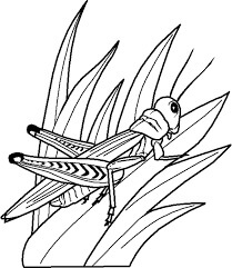 Dibujo de Saltamontes Sobre Hierba para Colorear
