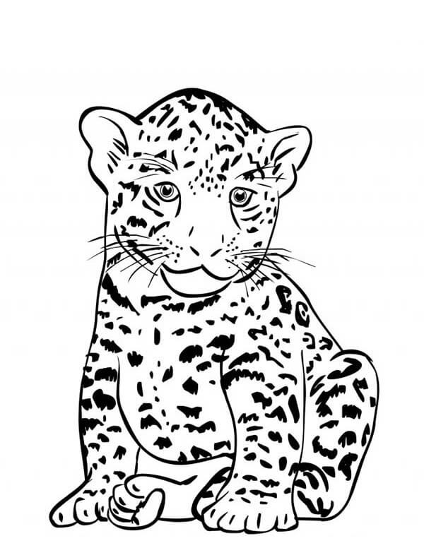 Dibujo de Bebé Jaguar Sentado para Colorear