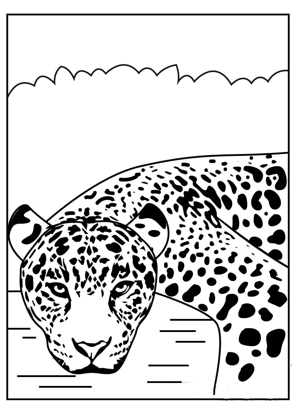 Dibujo de Cara de Jaguar básica para Colorear
