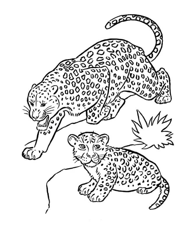 Dibujo de Dos Jaguares para Colorear