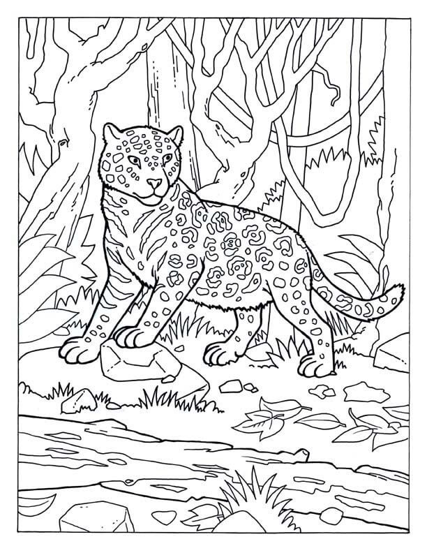 Dibujo de Jaguar Cerca de la Corriente para Colorear