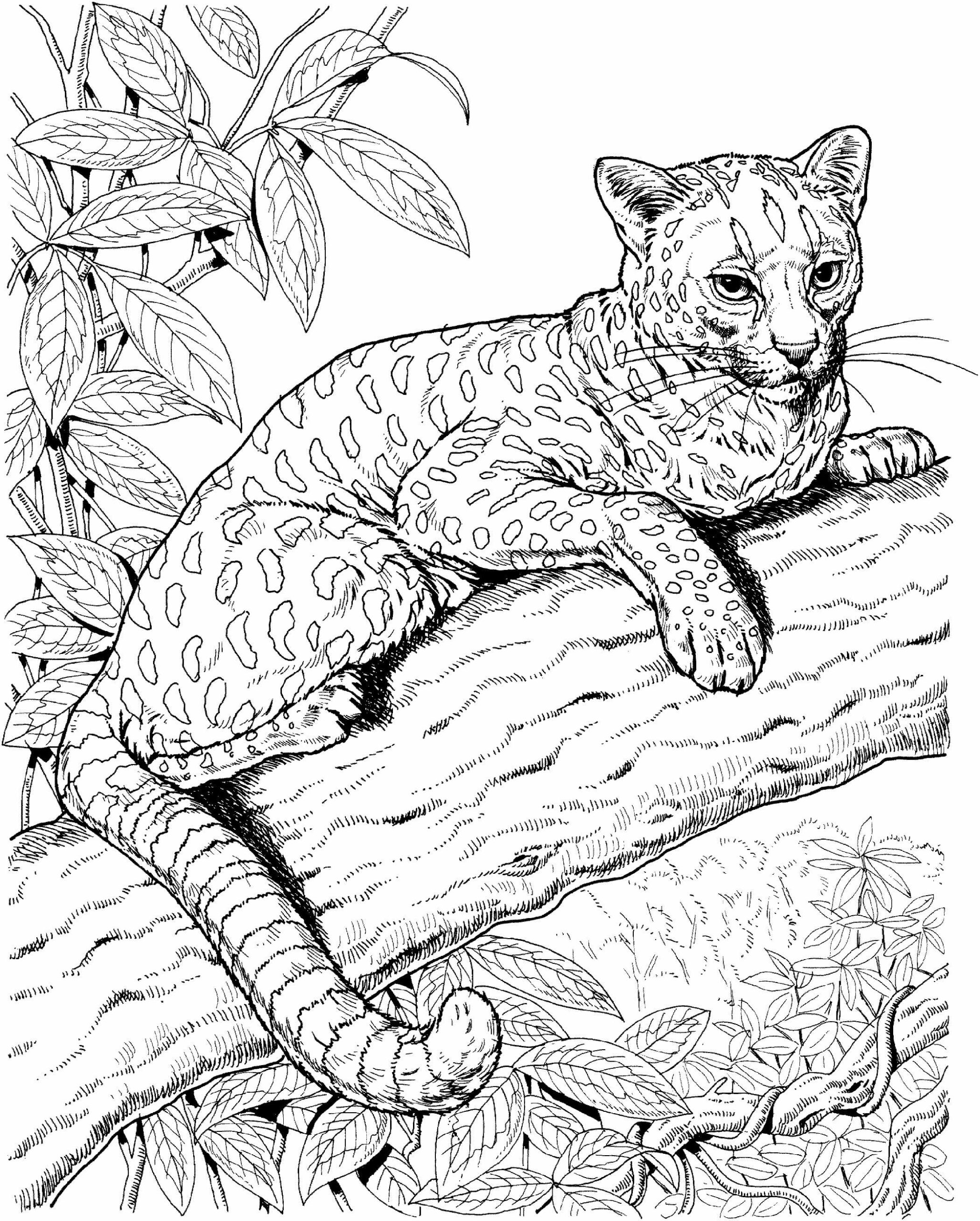 Dibujo de Jaguar Es para Adultos para Colorear