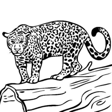 Dibujo de Jaguar Listo para Cazar para Colorear