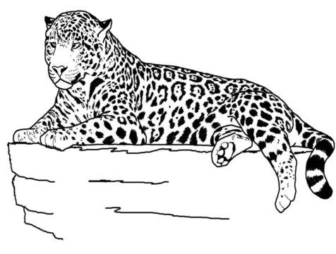 Dibujo de Jaguar Reclinable para Colorear