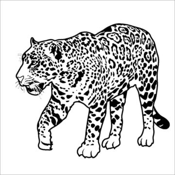 Dibujo de Paseo del Jaguar para Colorear