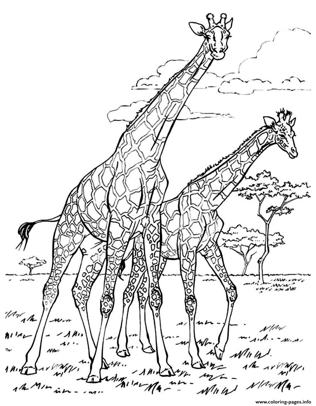 Dibujo de Dos Jirafas Caminando para Colorear