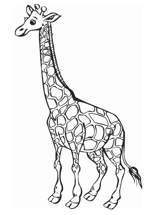 Dibujo de Impresionante Jirafa para Colorear