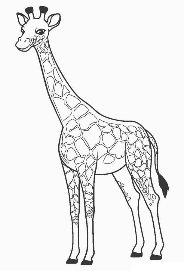 Dibujo de Jirafa básica para Colorear