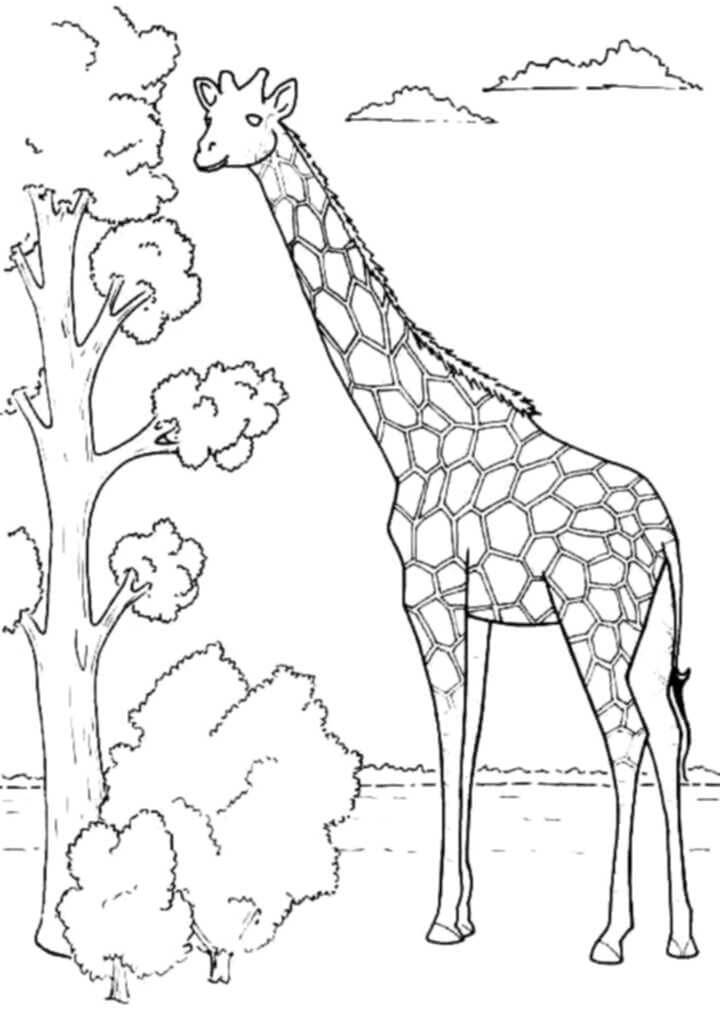 Dibujo de Jirafa con árbol para Colorear