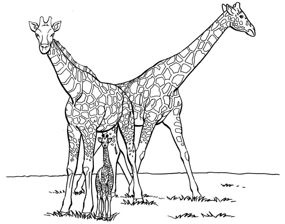 Dibujo de Jirafa Familiar para Colorear