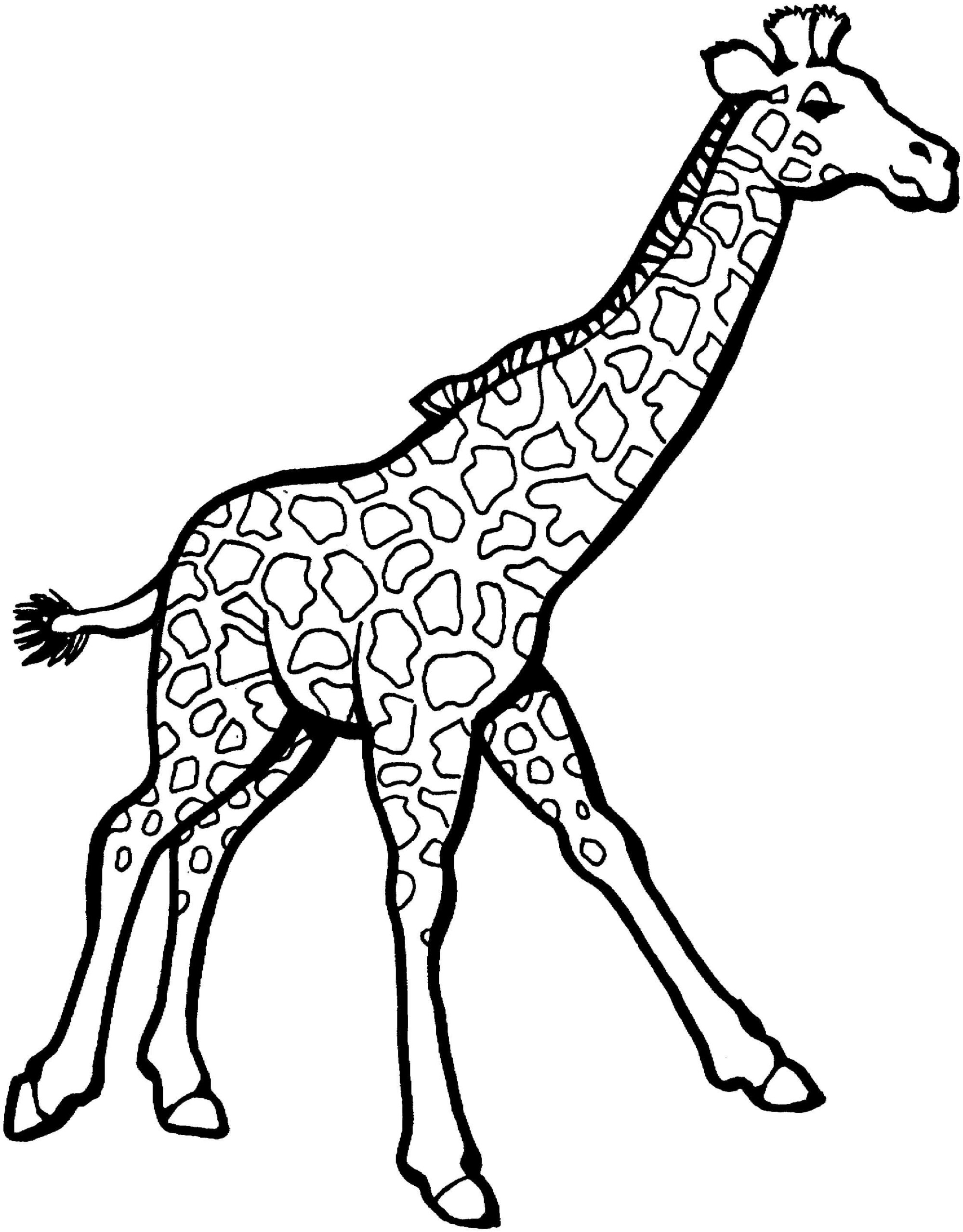 Dibujo de Jirafa Perfecta para Colorear