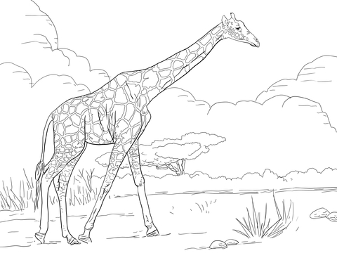 Dibujo de Jirafa Sola para Colorear