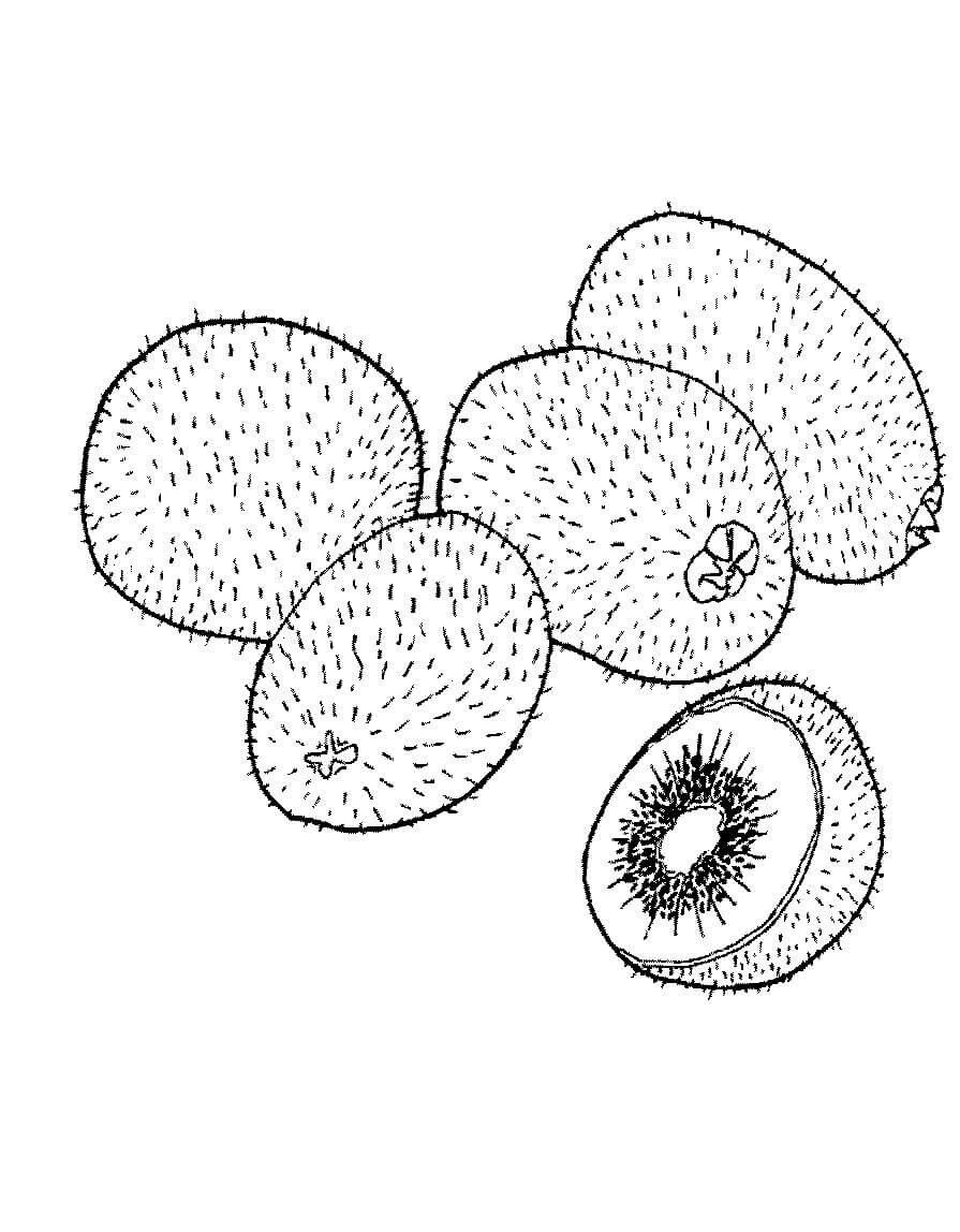 Dibujo de El Kiwi para Colorear