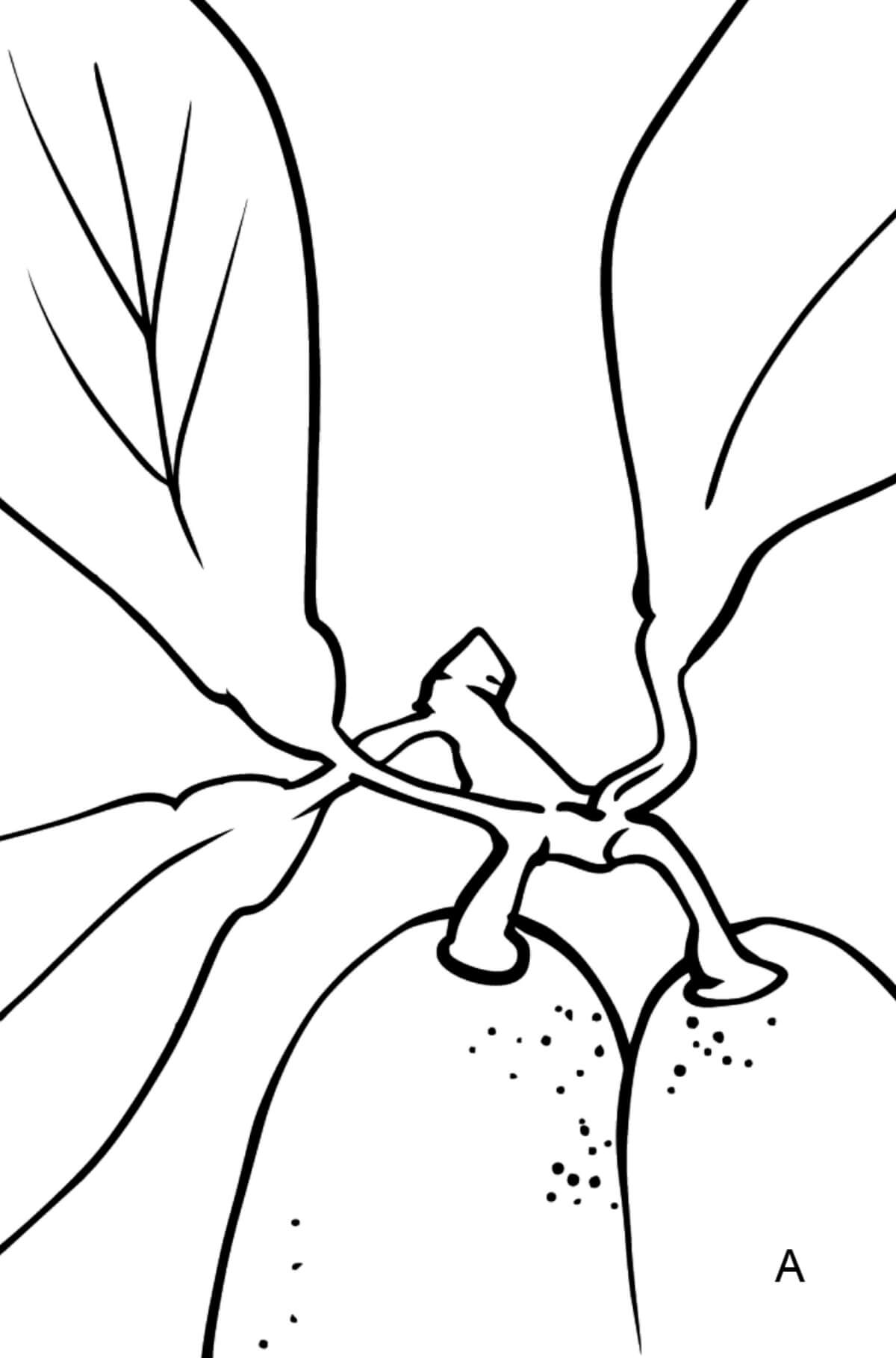 Dibujo de Bonito Kumquat para Colorear