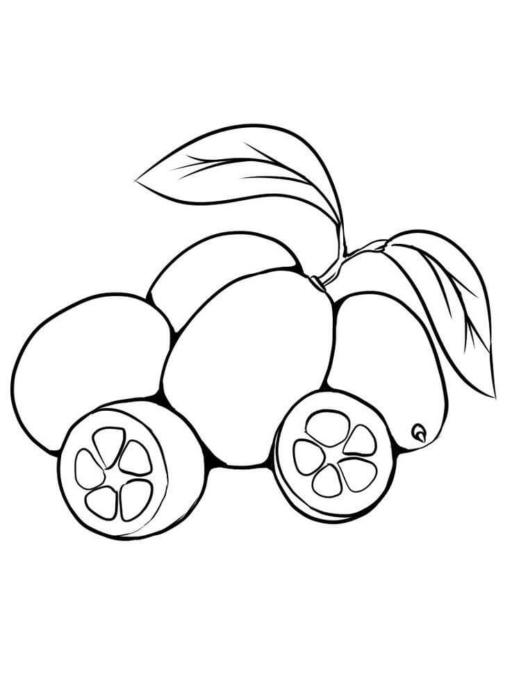 Dibujo de Gran Kumquat para Colorear