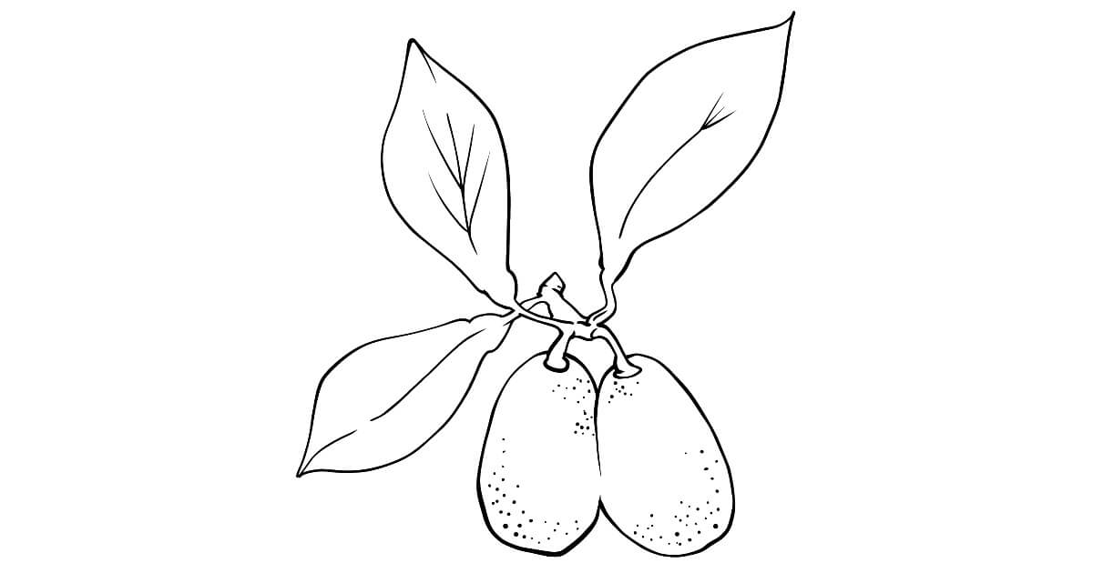 Dibujo de Kumquat Imprimible para Colorear