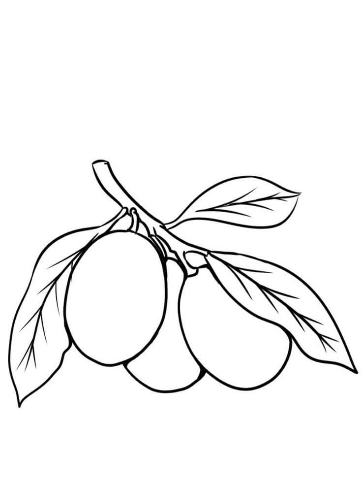 Dibujo de Kumquat Normal para Colorear