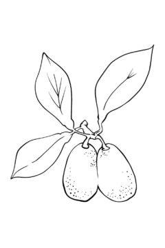 Dibujo de Kumquat Perfecto para Colorear