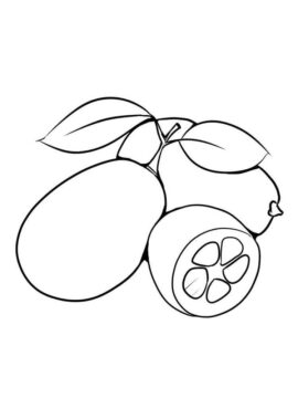 Dibujo de Kumquat Sencillo para Colorear