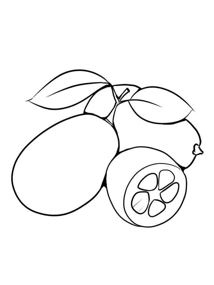 Dibujo de Kumquat Sencillo para Colorear