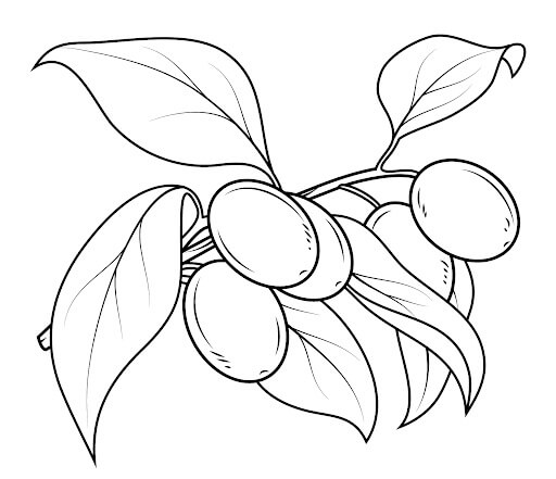 Dibujo de Kumquat con Hoja para Colorear