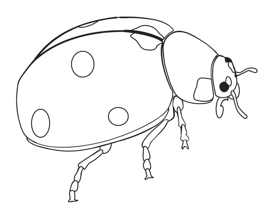 Dibujo de Buena Mariquita para Colorear
