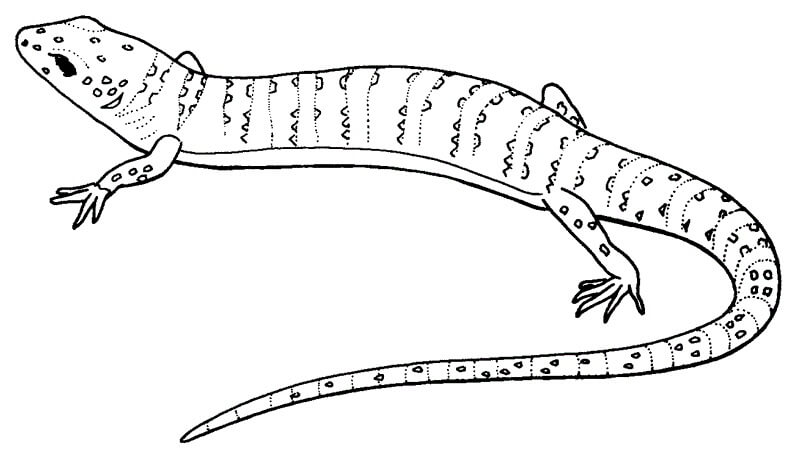 Dibujo de Buen Lagarto para Colorear