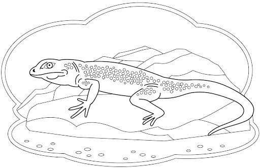 Dibujo de Lagartija Agradable para Colorear