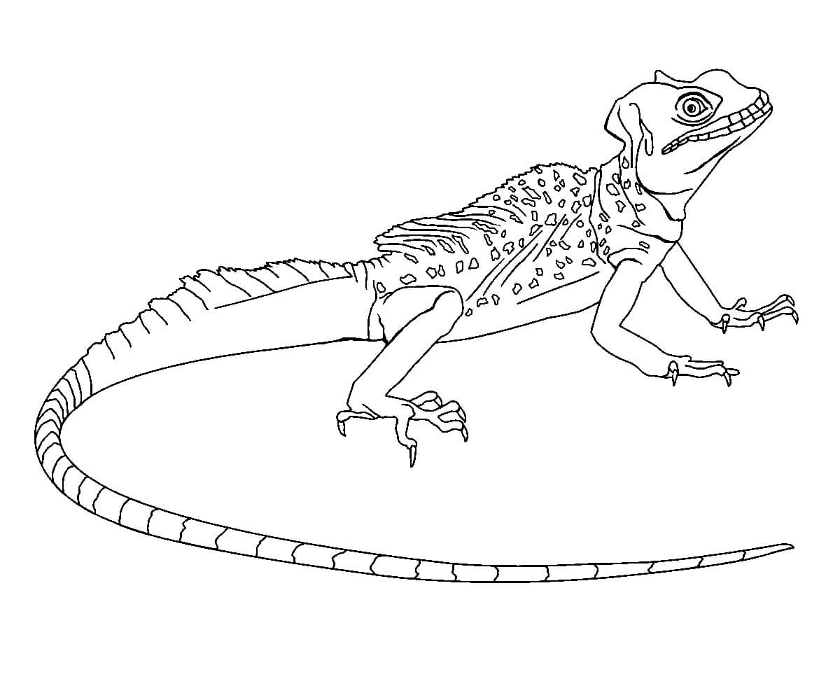 Dibujo de Lagarto Asombroso para Colorear
