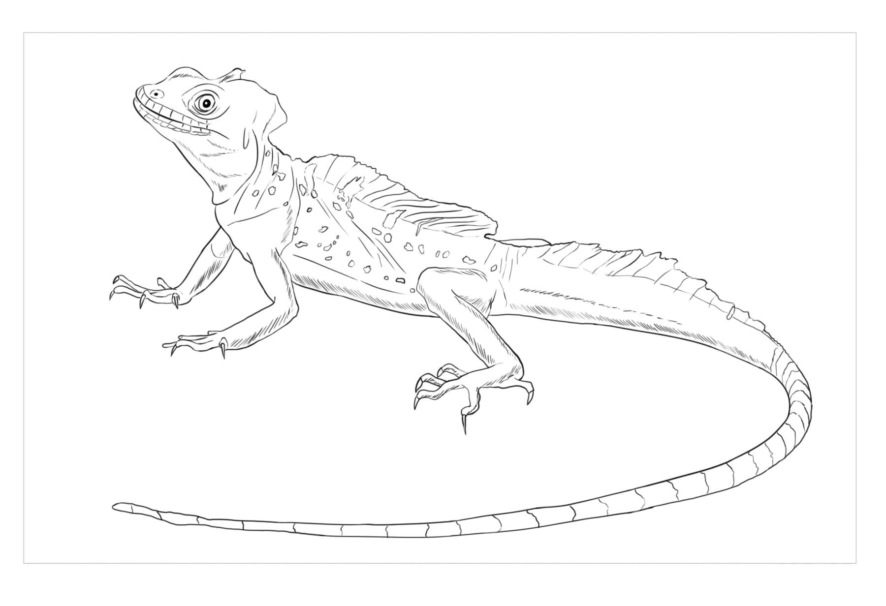 Dibujo de Lagarto Basilisco para Colorear