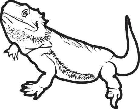 Dibujo de Lagarto Normal para Colorear