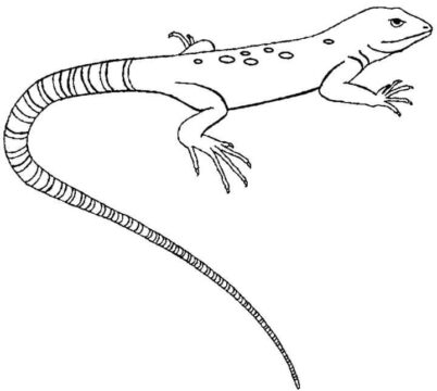 Dibujo de Lagarto Perfecto para Colorear