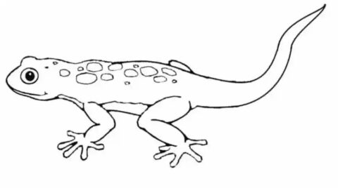 Dibujo de Lagarto Simple para Colorear