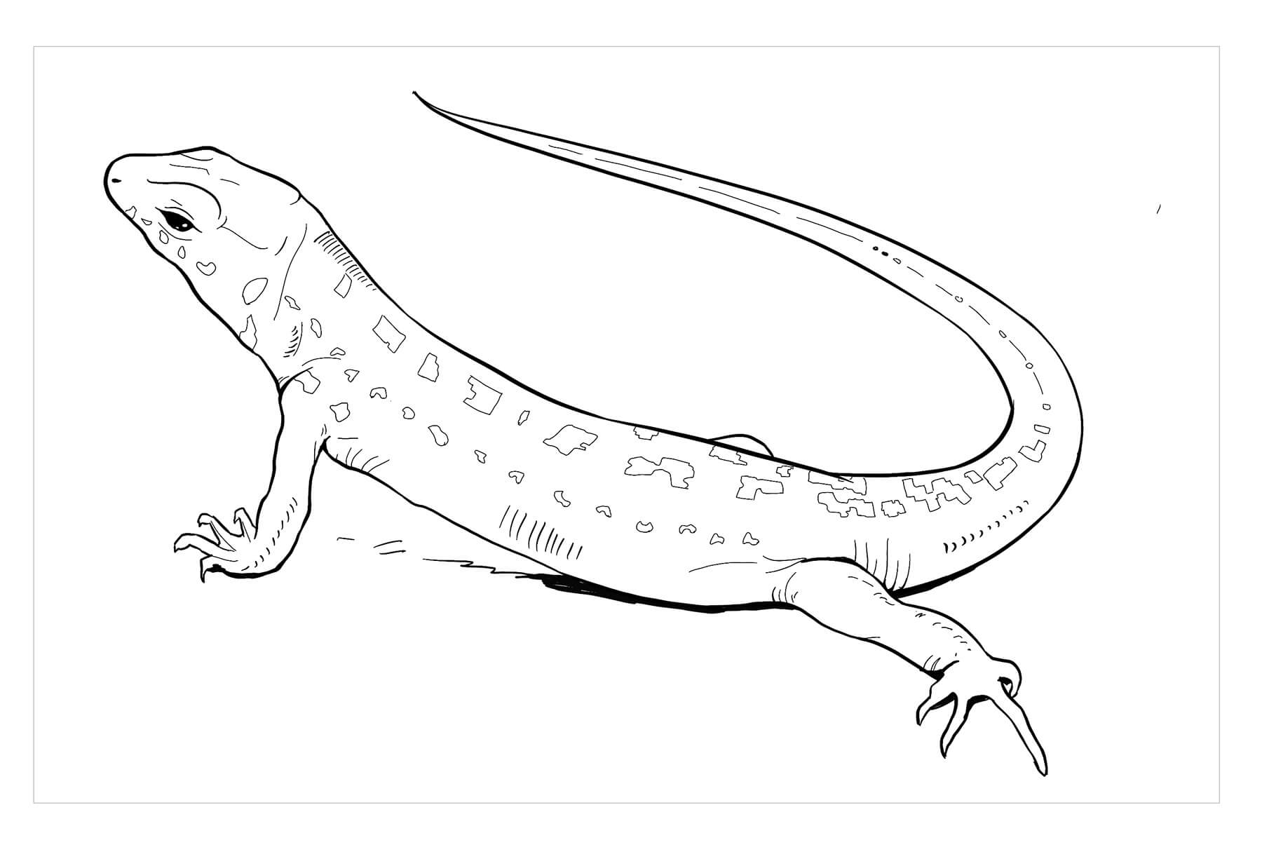 Dibujo de Lagarto de Arena para Colorear