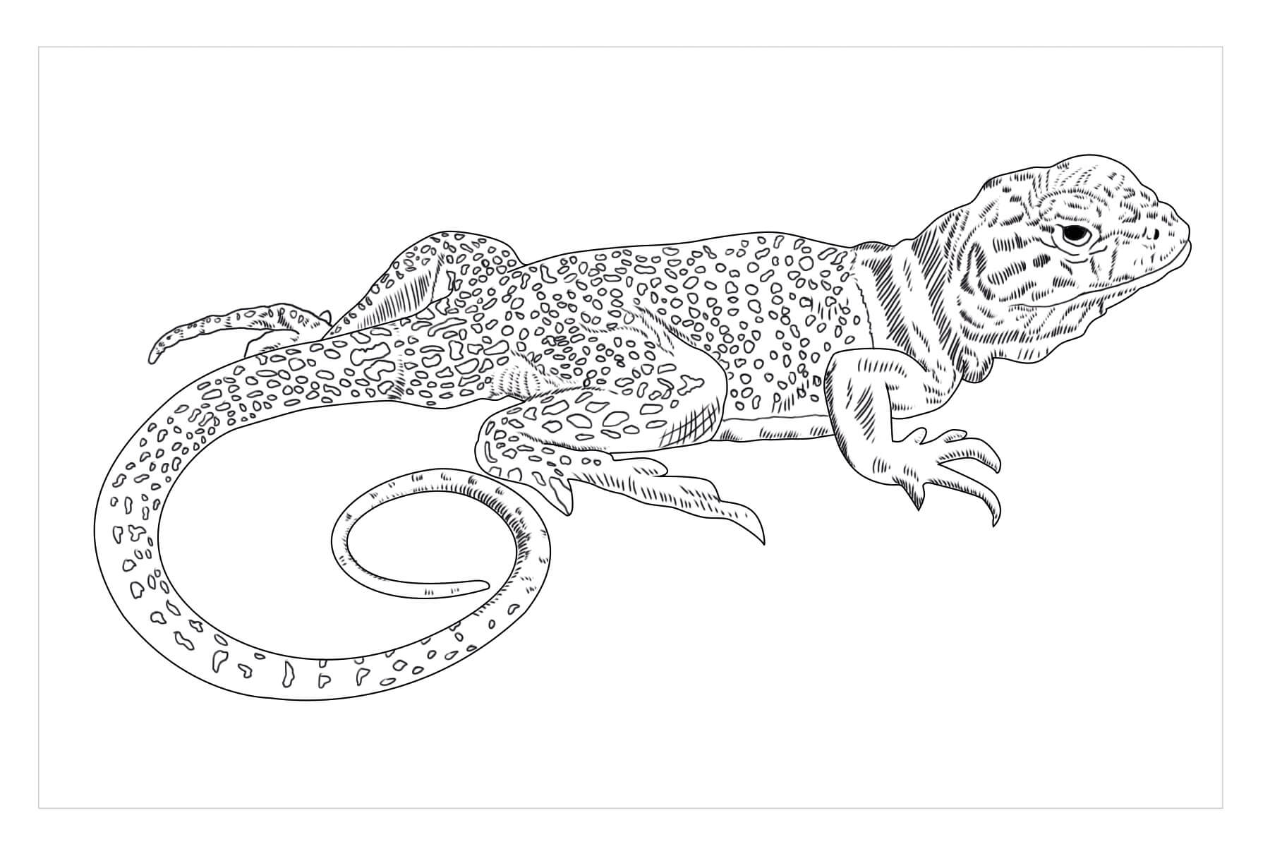 Dibujo de Lagarto de Collar para Colorear
