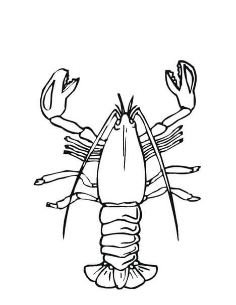 Dibujo de Gran Langosta para Colorear
