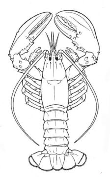 Dibujo de Langosta Normal para Colorear