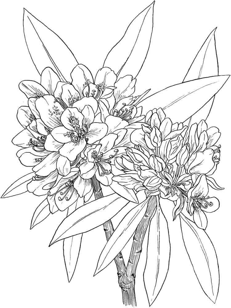 Dibujo de Flor de Laurel para Colorear