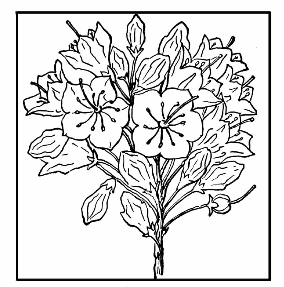 Dibujo de Flor de los Estados Distinguidos para Colorear