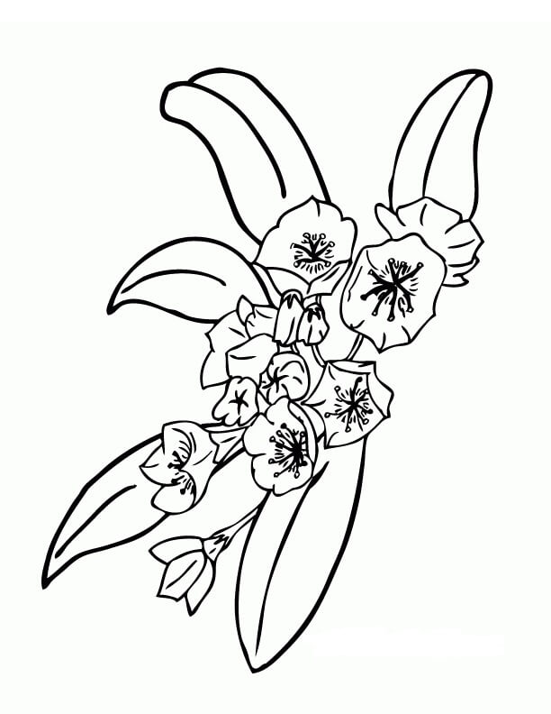 Dibujo de Laurel Hermosa para Colorear