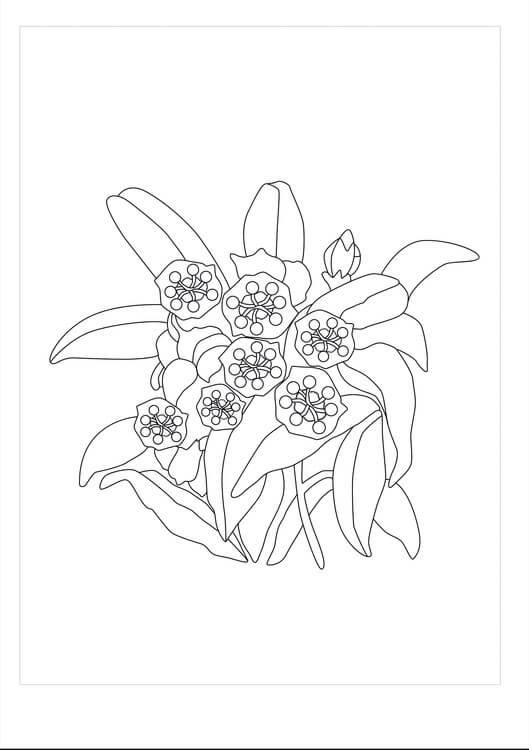 Dibujo de Laurel Imprimible para Colorear