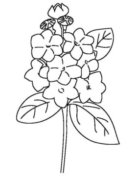 Dibujo de Laurel Simple para Colorear